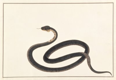 Schlange, aus Zeichnungen von Tieren, Insekten und Reptilien aus Malakka, ca. 1805-18 von Chinese School